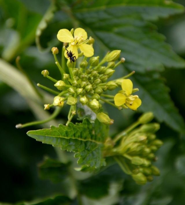 da identificare:   cfr. Sinapis alba